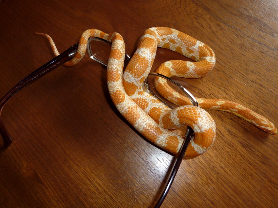 Non toxic scale reptile
