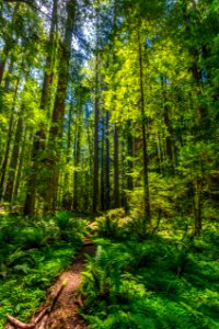 Humboldt Redwoods State Park