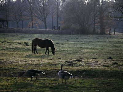 Grazing horse photo