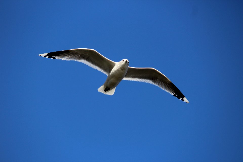 seagull