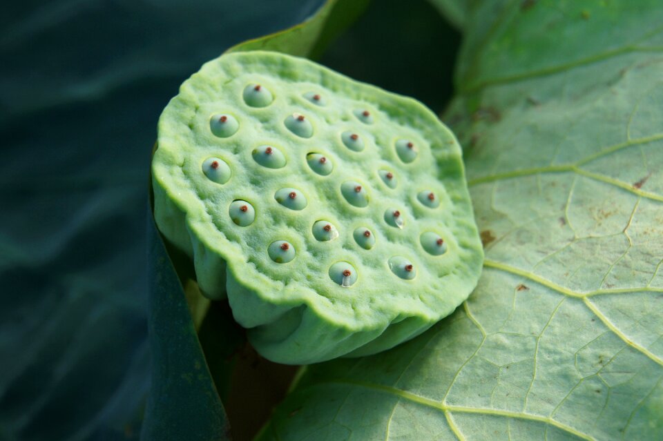 Plant green lotus root