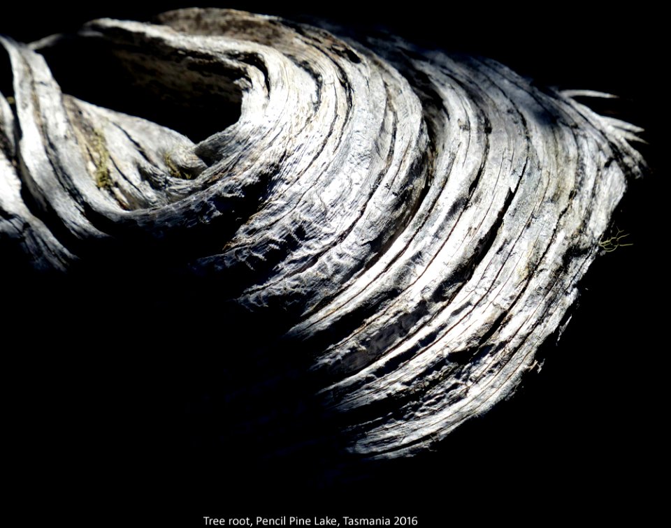 20160109-10z Tree root, Pencil Pine Lake