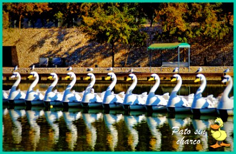 De patos y gaviotas