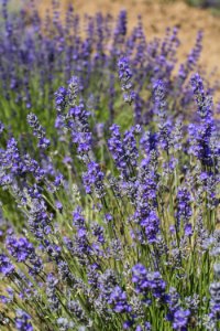 Lavanda