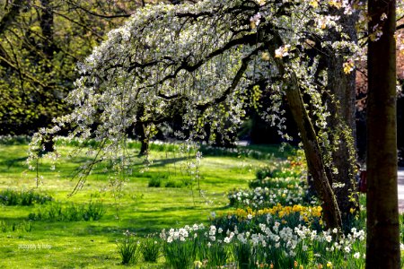 荷蘭：逆光下公園裡的白色櫻花 photo
