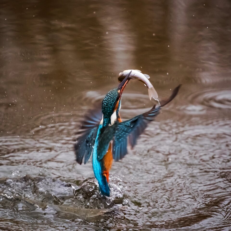 Winged animal feathered