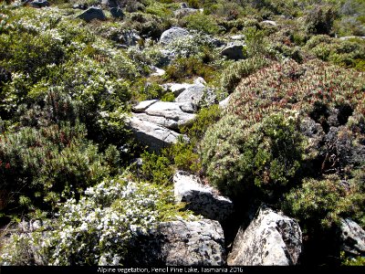20160109-14z Alpine vegetation, Pencil Pine Lake