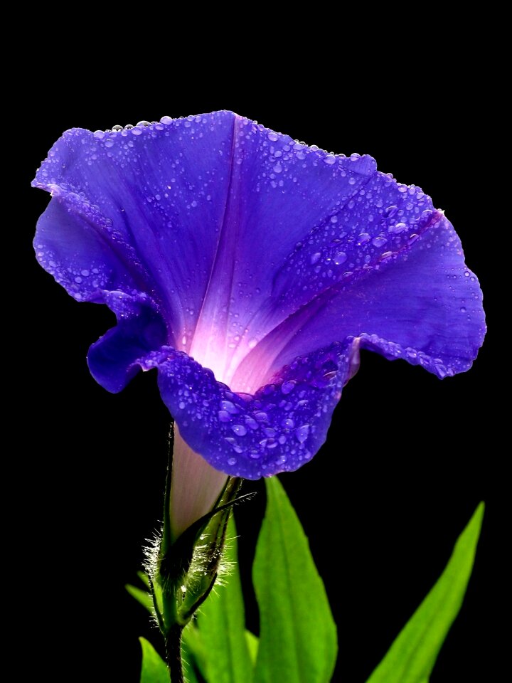 Plant floral blue