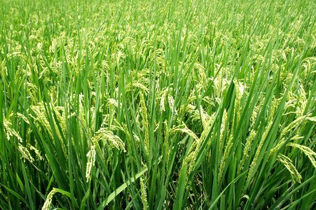 Rice spike green