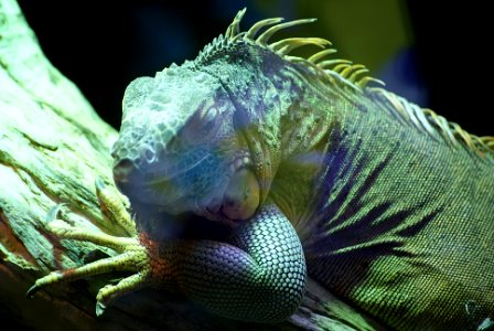 Lizard