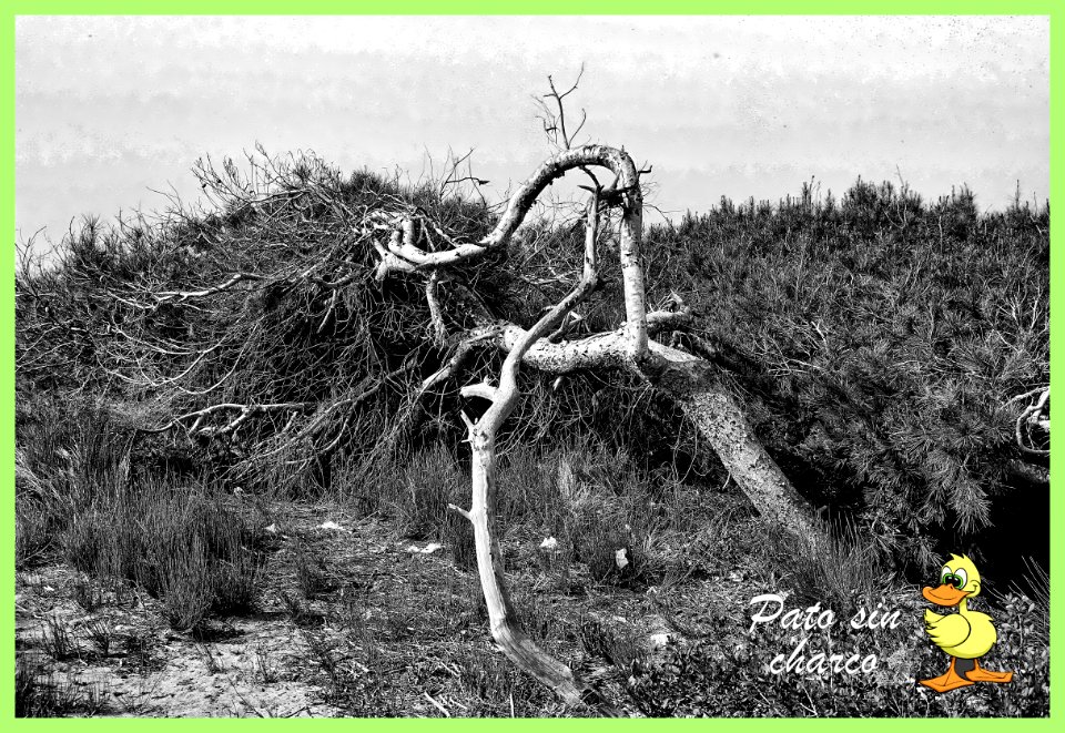 Arbol sin leña caido