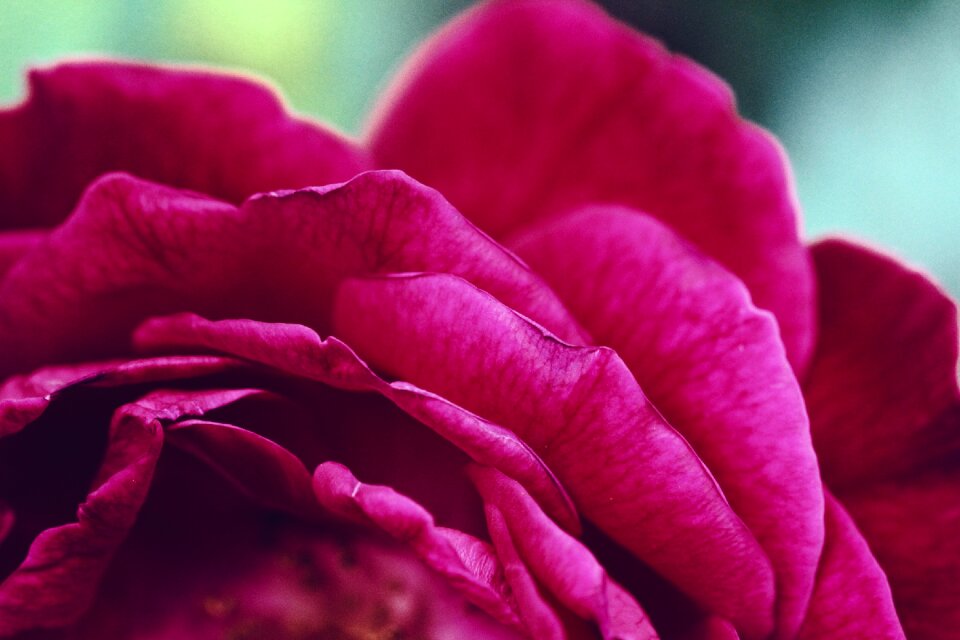 Petals love romance