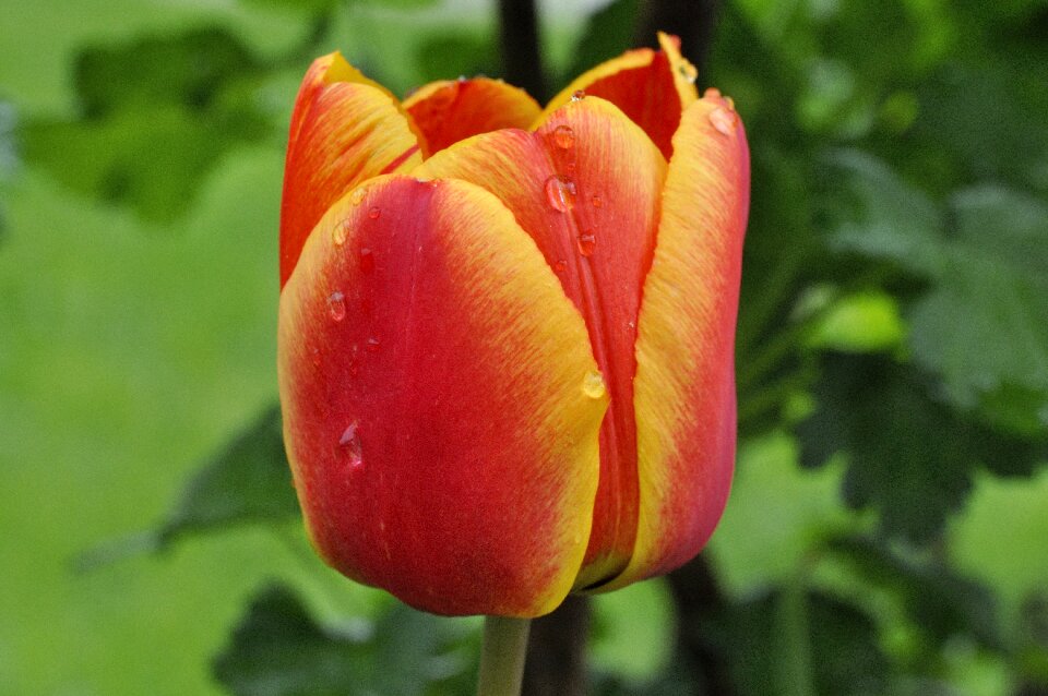 Spring flower blossom bloom