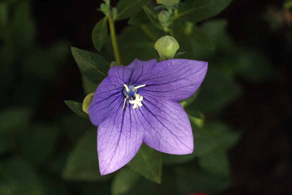 Purple blossom bloom