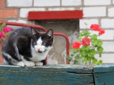 Flowers pet black and white cat photo