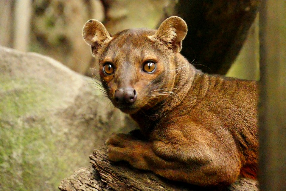 fossa in duisburg-2