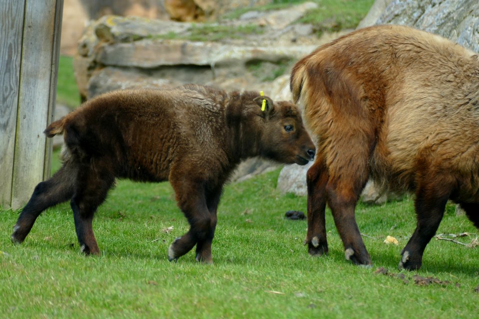 Jonge Takin Beauleval