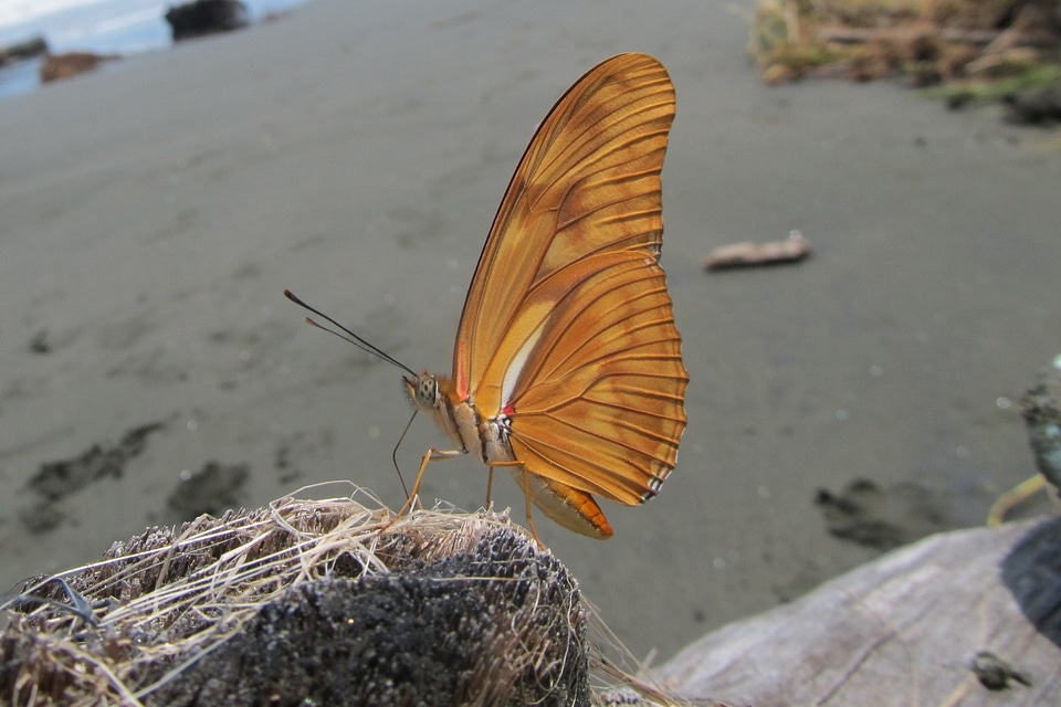 Butterfly julia heliconian