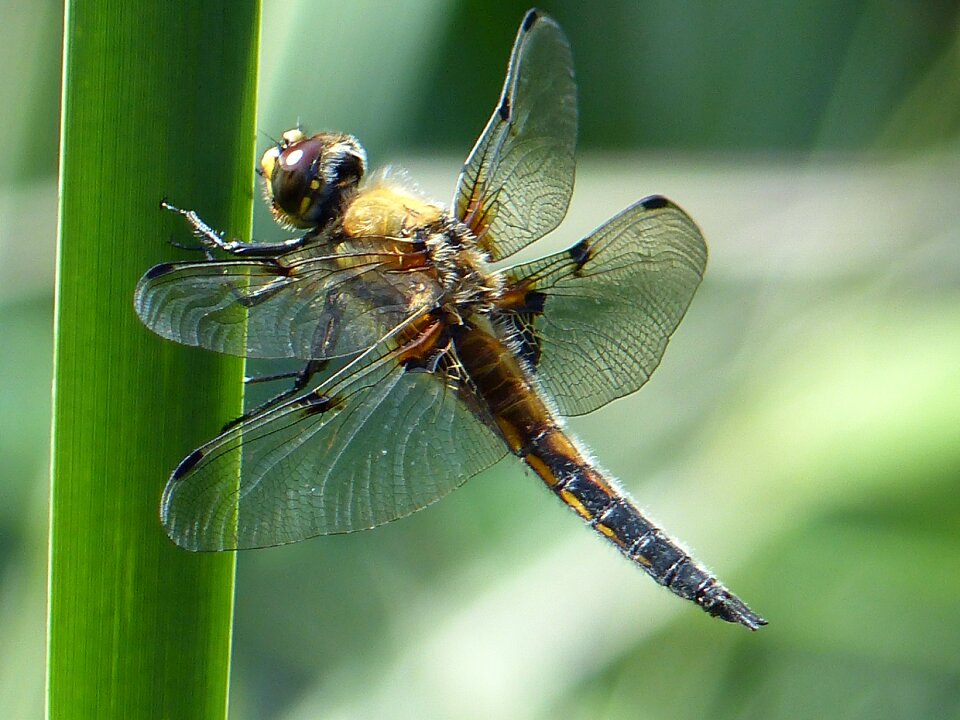 Insect macro close up flight insect