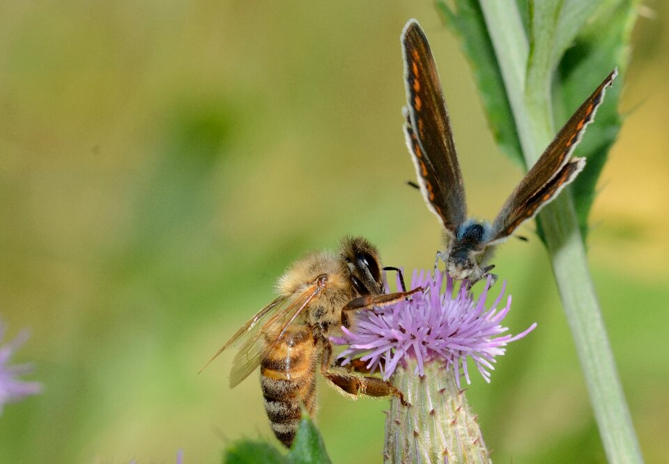 Mellifera with butterfly