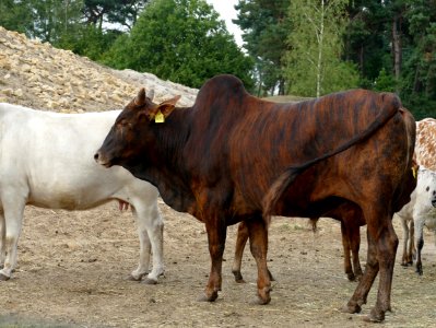Beekse bergen-1