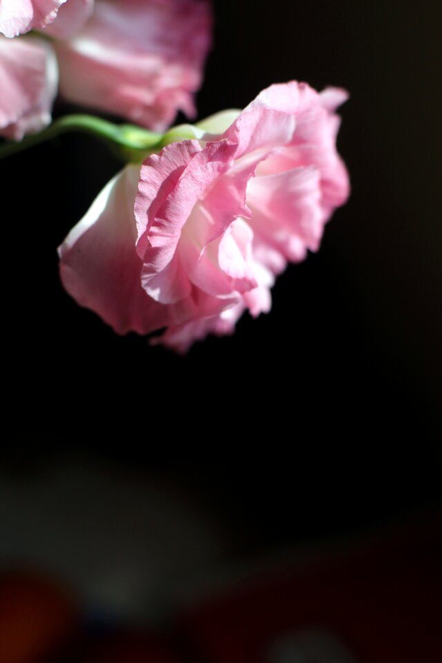 Ross plant carnation