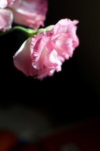 Ross plant carnation