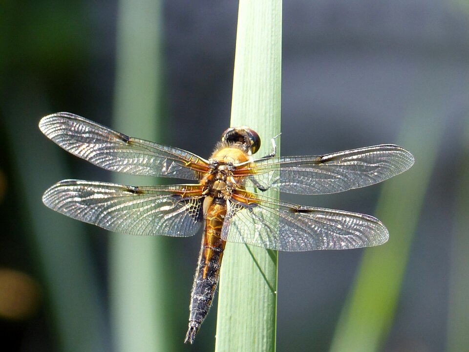 Close up animal world wing