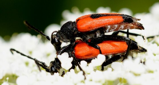 Stictoleptura cordigera macro