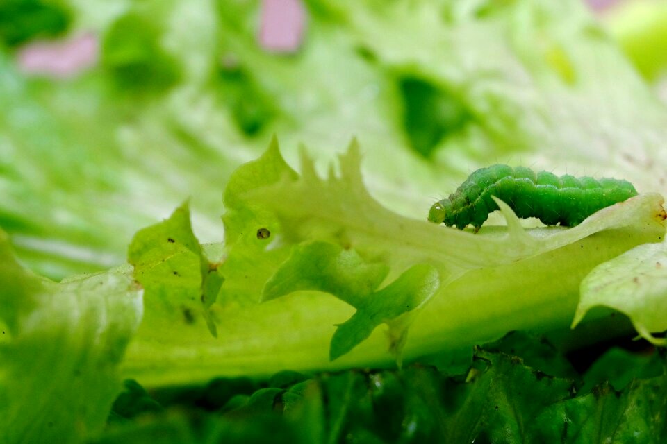 Green insect lettuce leaf