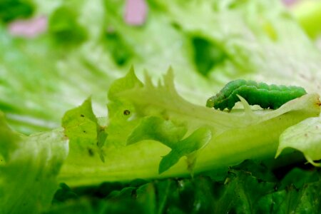 Green insect lettuce leaf photo