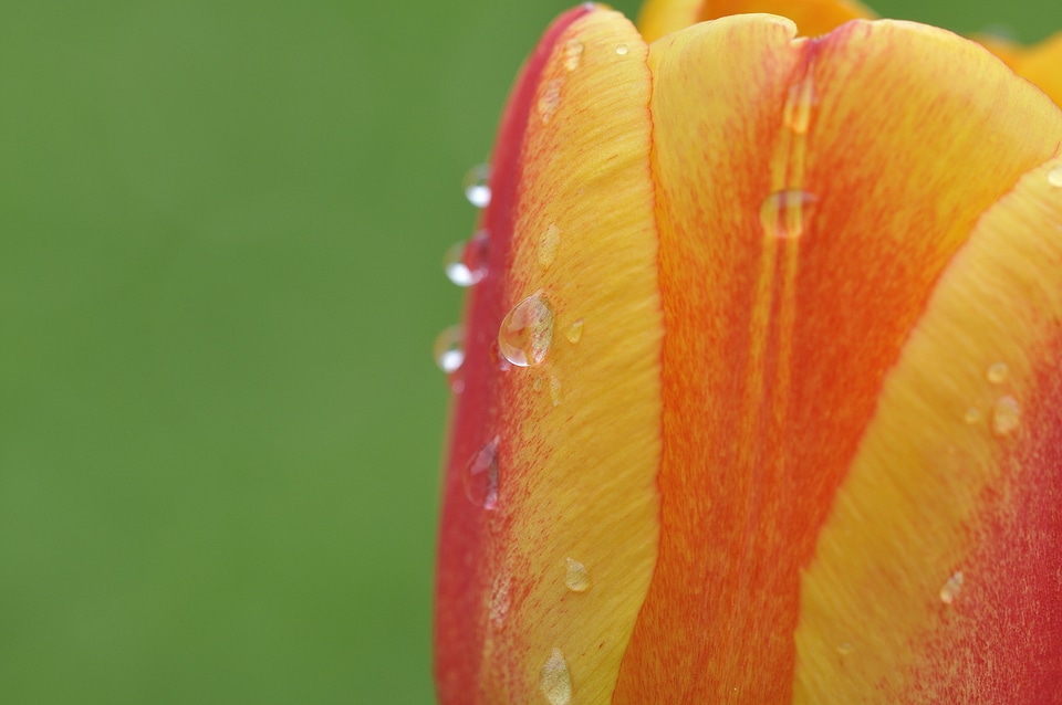 Bloom red yellow drop of water