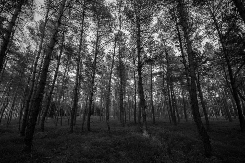 Grass nature black and white