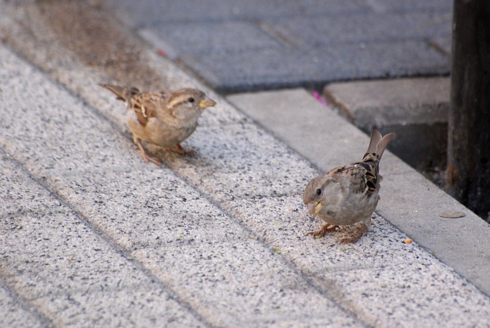 Bird - Passer domesticus