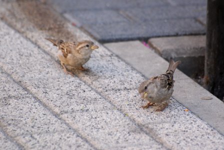 Bird - Passer domesticus