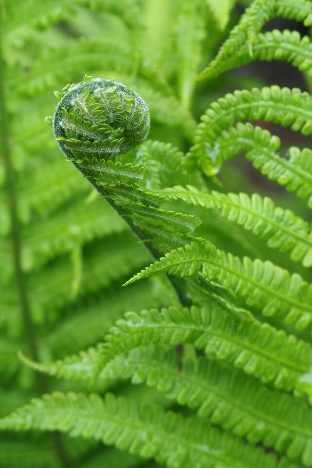 Green leaves nature