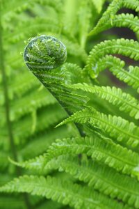 Green leaves nature