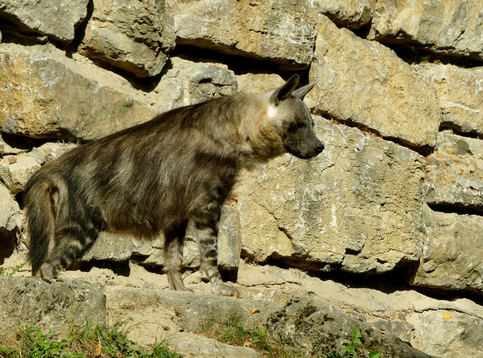 Prachtige bruine hyena Opel- Zoo