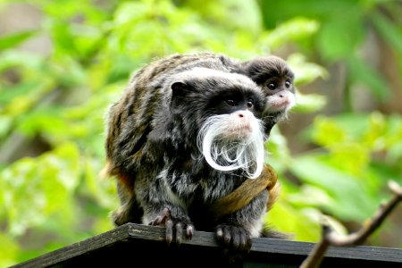 tamarin in leipzig