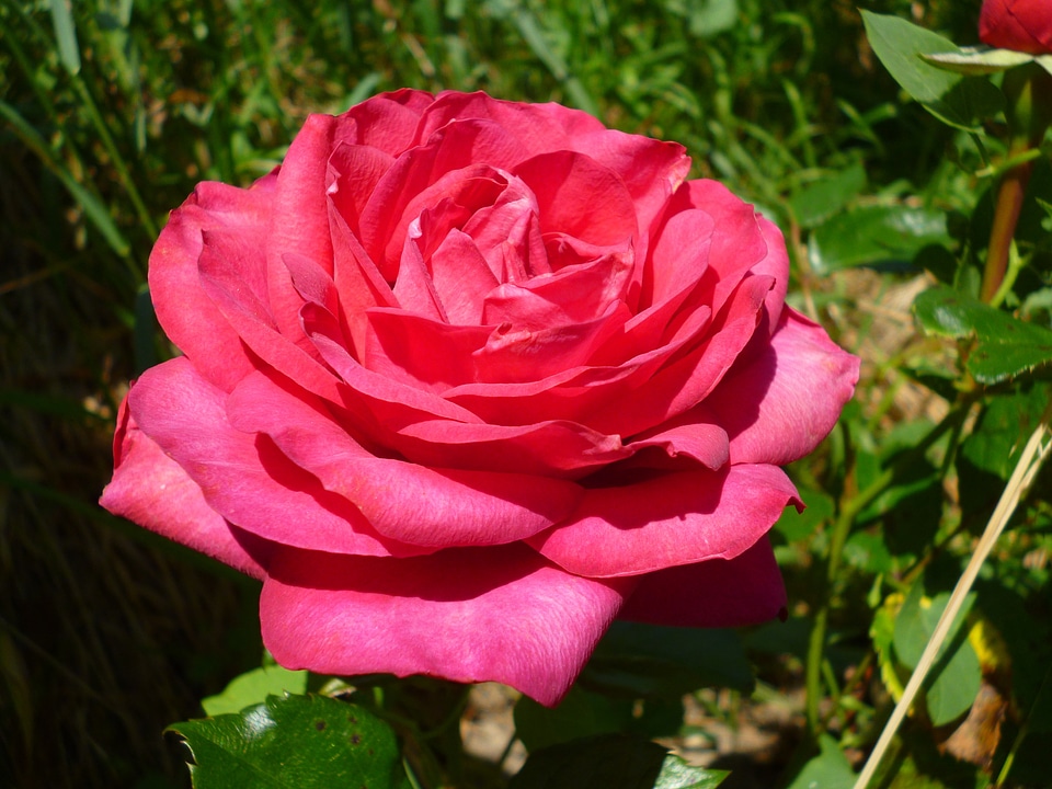 Garden pink flowers love