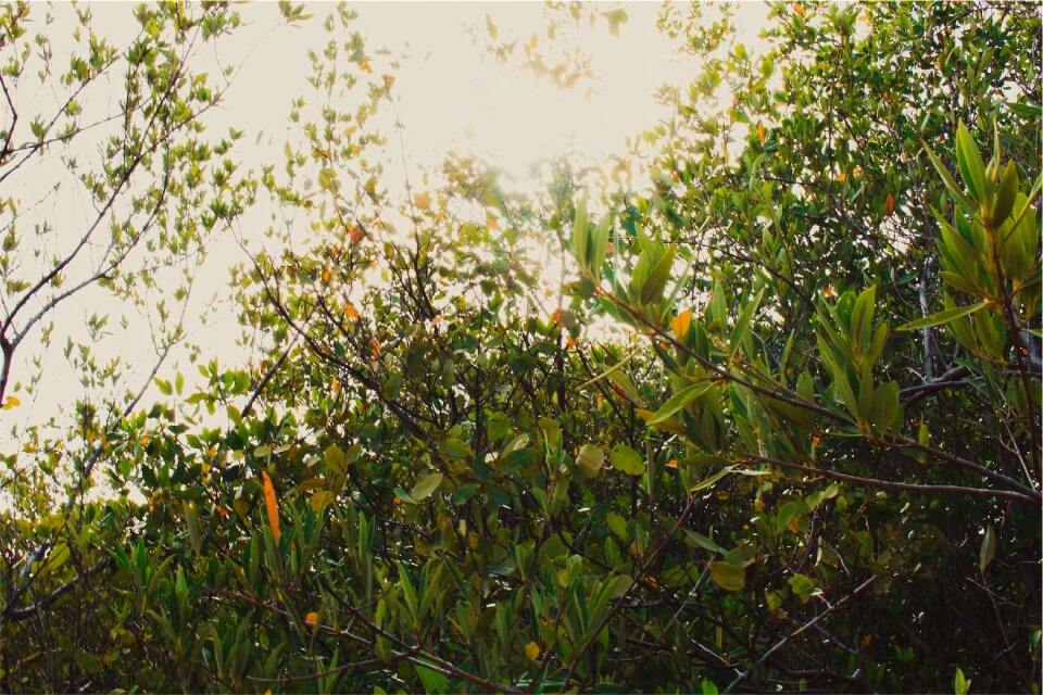 Leaves branches nature