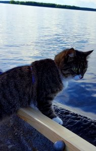 Miisa, the Boat Trip Supervisor photo