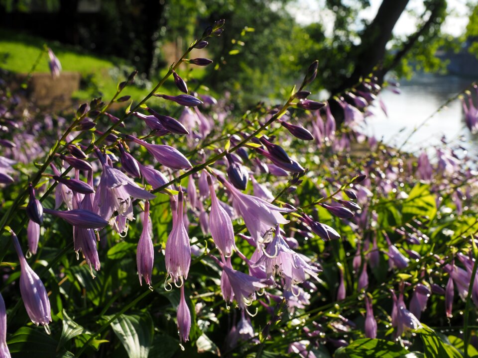 Purple light purple hosta performed