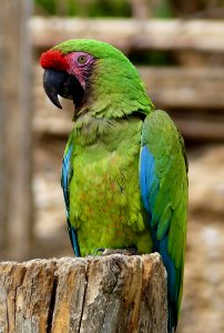 papagaai in bioparc