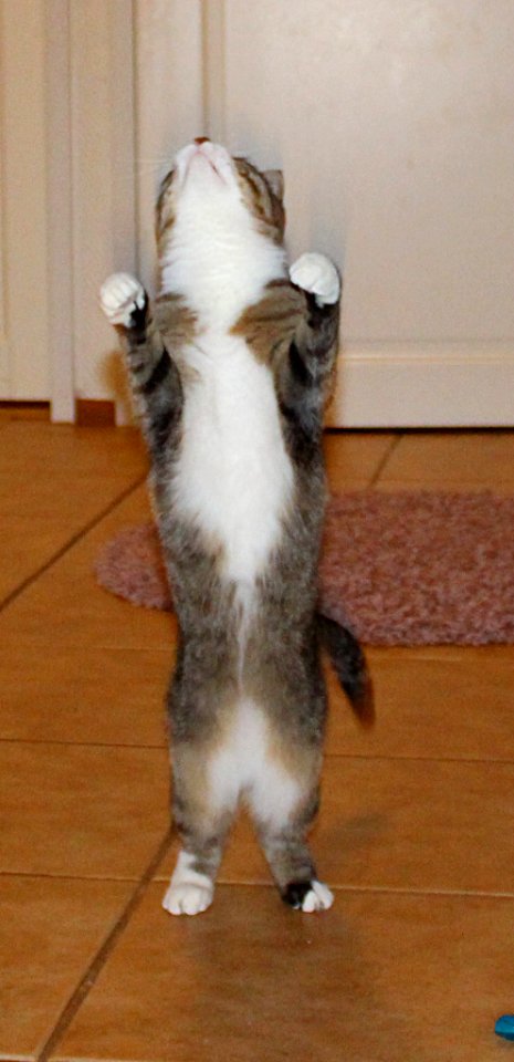Feline Flyschool
