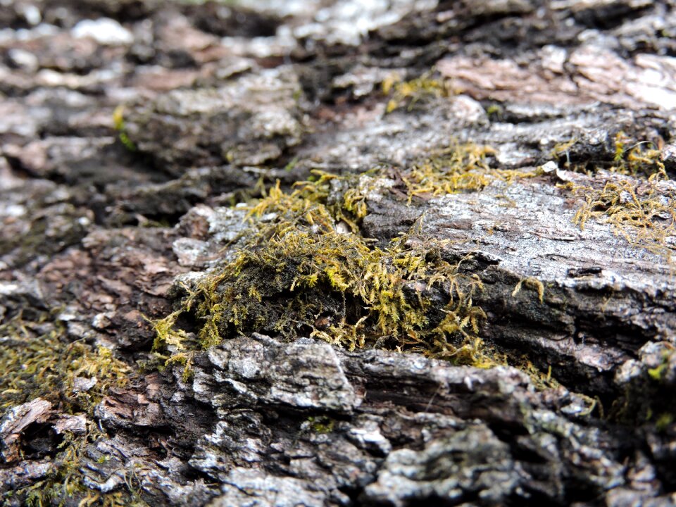 Tree nature natural
