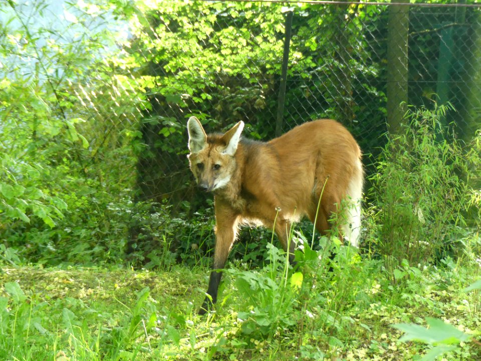 Manenwolf in Mulhouse