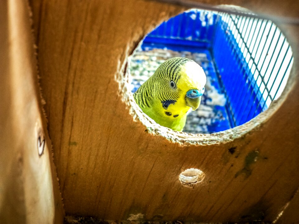 Birds parrot cage
