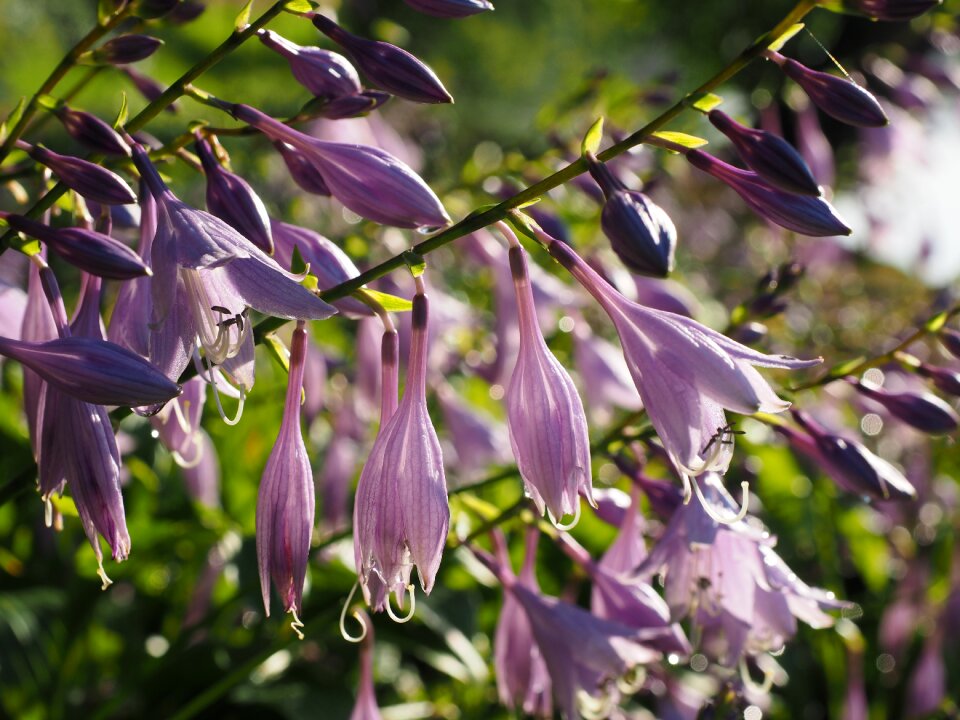 Purple light purple hosta performed