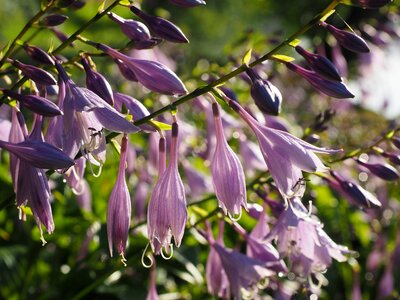 Purple light purple hosta performed